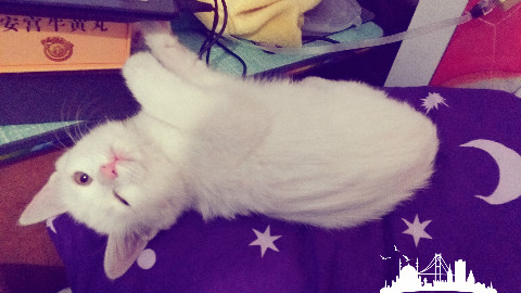 【白小烦】小奶猫玩尾巴